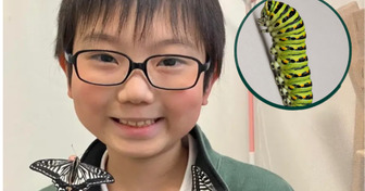 Un élève japonais a découvert que les papillons pourraient garder des souvenirs de leur vie de chenille