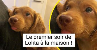 20 Animaux de compagnie qui n’ont jamais imaginé à quel point ils seraient heureux