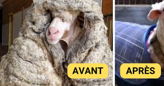 Perdu depuis des années, Baarack le mouton portait 35 kg de laine sur le dos