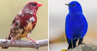 16 Photos d’oiseaux rares qui t’éblouiront par leur beauté