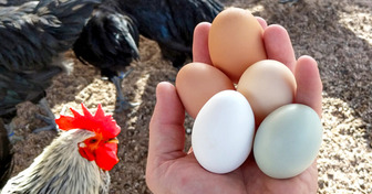 Les œufs issus d’élevages en plein air sont-ils meilleurs ?