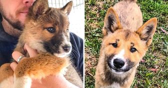 Une famille a trouvé et sauvé un chiot blessé dans la cour de sa maison, et il s’agissait en réalité d’un dingo, une espèce en voie de disparition
