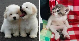 23 Photos qui prouvent que les bébés animaux sont forcément adorables