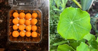 20 Moments où la nature a prouvé sa parfaite maîtrise de la perfection