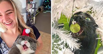 Les gens qui ont un chat et ont fait un arbre de Noël vont parfaitement comprendre ces photos