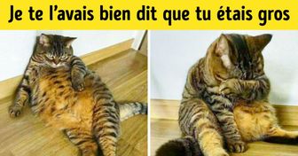 Ces 19 animaux auraient poursuivi le photographe s’ils avaient pu le faire