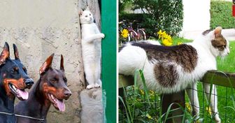 31 Photos qui démontrent que les chats sont des créatures beaucoup trop drôles