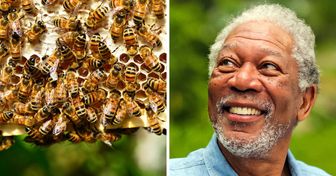 Morgan Freeman ne veut pas que les abeilles disparaissent, alors il a fait de son ranch un sanctuaire pour elles