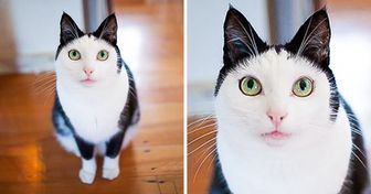 20+ Animaux domestiques avec une apparence atypique qui cachent quand même quelques kilos de charme