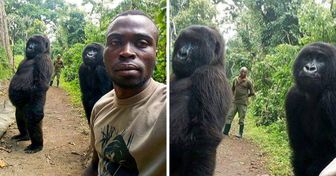 Un garde forestier a pris un “selfie” avec deux gorilles et a attiré l’attention du monde sur le problème de la menace de leur extinction