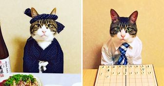 Cette Japonaise déguise tous les jours son chat avec des costumes différents pour le dîner !