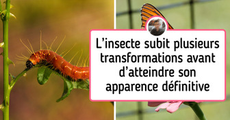 20+ Insectes dont l’apparence est difficile à imaginer en regardant leurs nymphes et chenilles