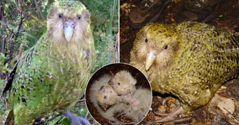 Ce perroquet incapable de voler était au bord de l’extinction : 90 bébés viennent de changer son histoire