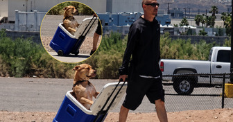 Pour protéger les pattes de son chien, cet homme le promène dans une glacière à roulettes