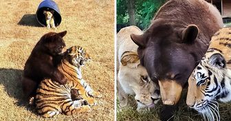 L’histoire d’un lion, d’un ours et d’un tigre qui ont été sauvés du comportement abusif de leurs propriétaires et qui ont décidé de former ensemble une nouvelle famille