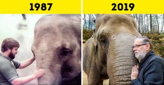 Une éléphante a retrouvé son gardien après 32 ans de séparation, et la réaction de l’animal a été très émouvante
