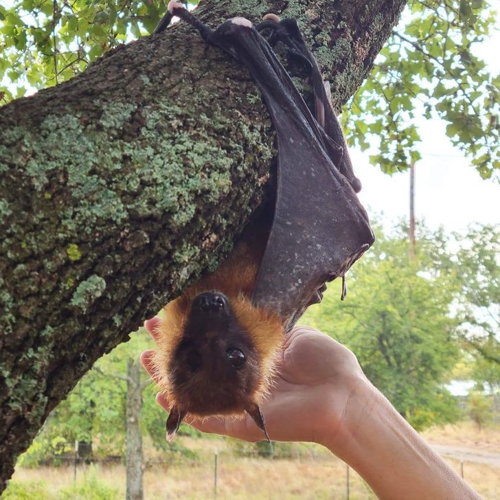 Plus De 15 Photos Montrant Les Chauves Souris Sous Un Nouvel Angle Et Qui Te Prouveront Qu Elles Sont Bien Plus Mignonnes Qu On Ne Le Pense Sympa