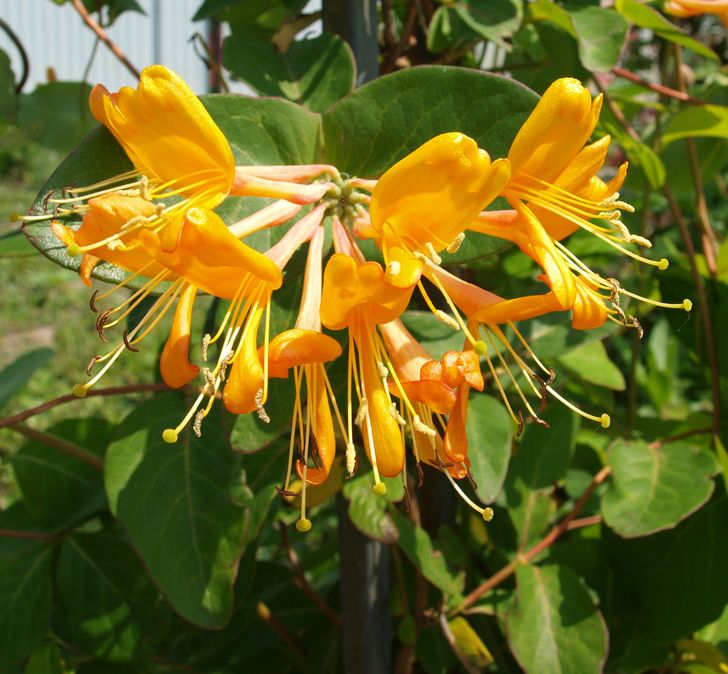 7 Plantes qui éloignent les nuisibles de ton jardin, et 7 autres qui attirent les pollinisateurs