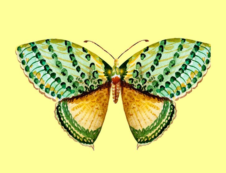 A borboleta que você escolher pode revelar o lado oculto da sua personalidade!
