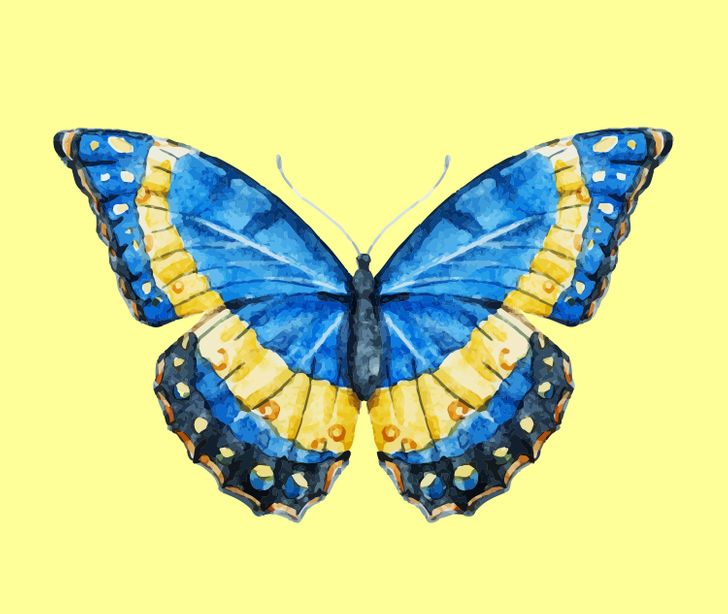 A borboleta que você escolher pode revelar o lado oculto da sua personalidade!