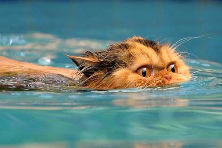 16 Photos De Chats Trempes Qui Te Vaudront Le Fou Rire De La Journee