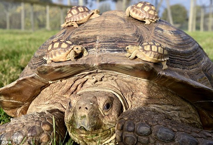 20 Photos Qui Prouvent Que Sans Les M res Le Monde Ne Serait Pas 