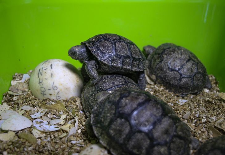 Une tortue géante de 100 ans a donné naissance à 800 bébés, sauvant ainsi son espèce de l’extinction