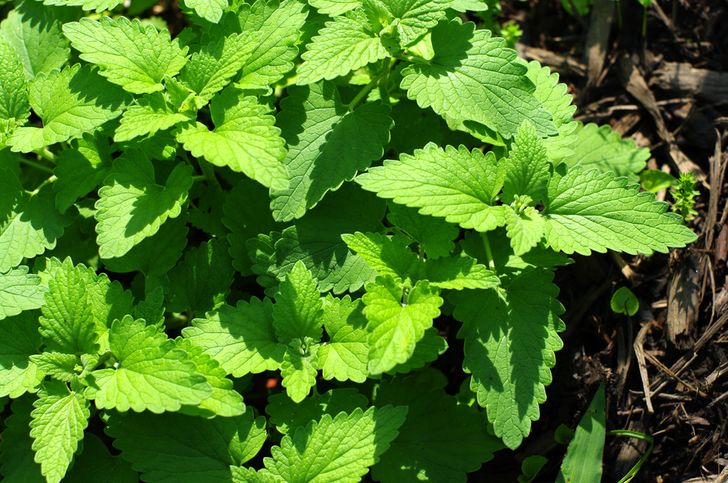 Plante qui éloigne les moustiques Plante qui éloigne les moustiques
