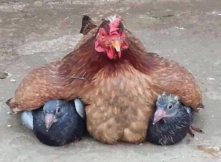 15 Meres Poules Tres Droles Qui Ont Fait Tout Leur Possible Pour S Occuper De Leurs