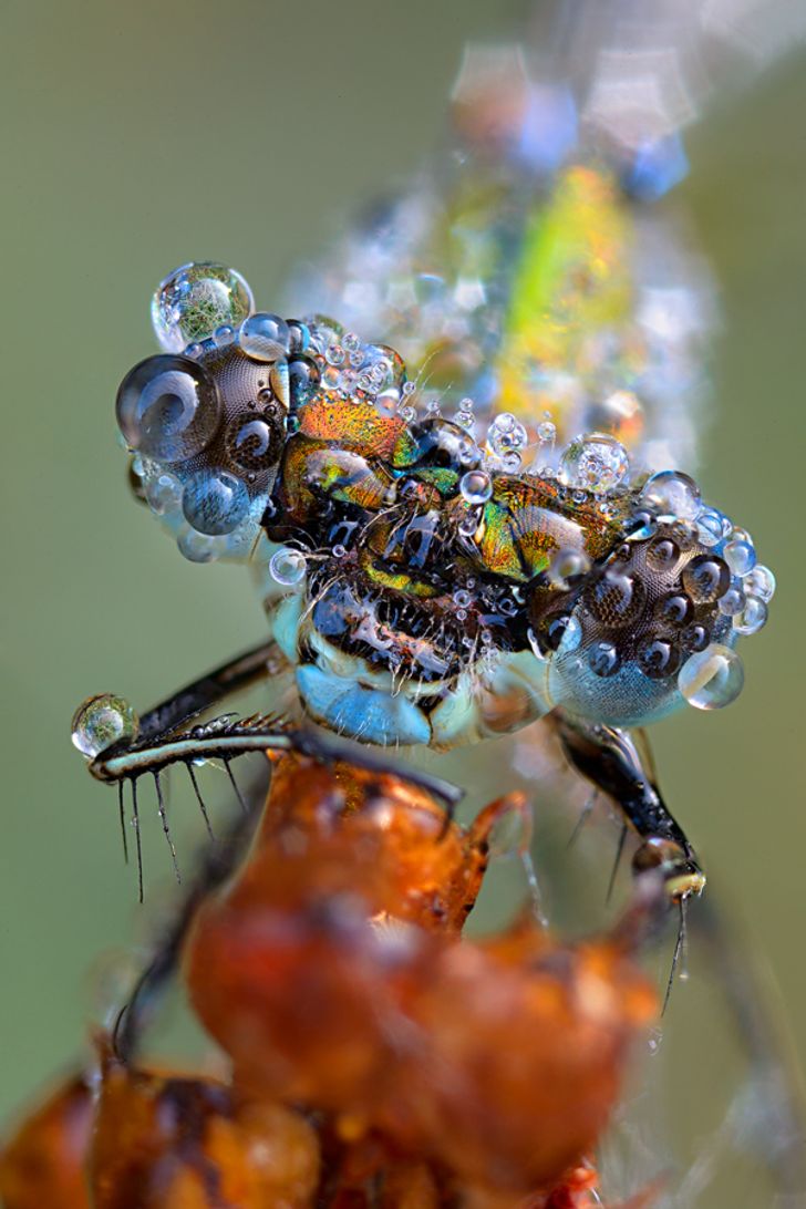 25 Photos fascinantes prises par un photographe allemand qui réussit à  retranscrire la beauté des insectes