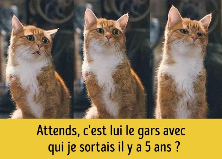 15 Chats Avec Des Expressions Faciales Qui Disent Tout