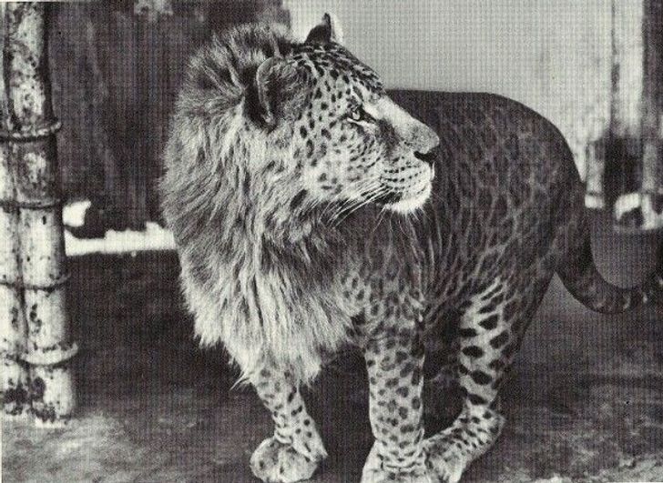 13 Animaux Hybrides Incroyables Qui Existent Vraiment 13 Animaux Hybrides Incroyables Qui Existent Vraiment
