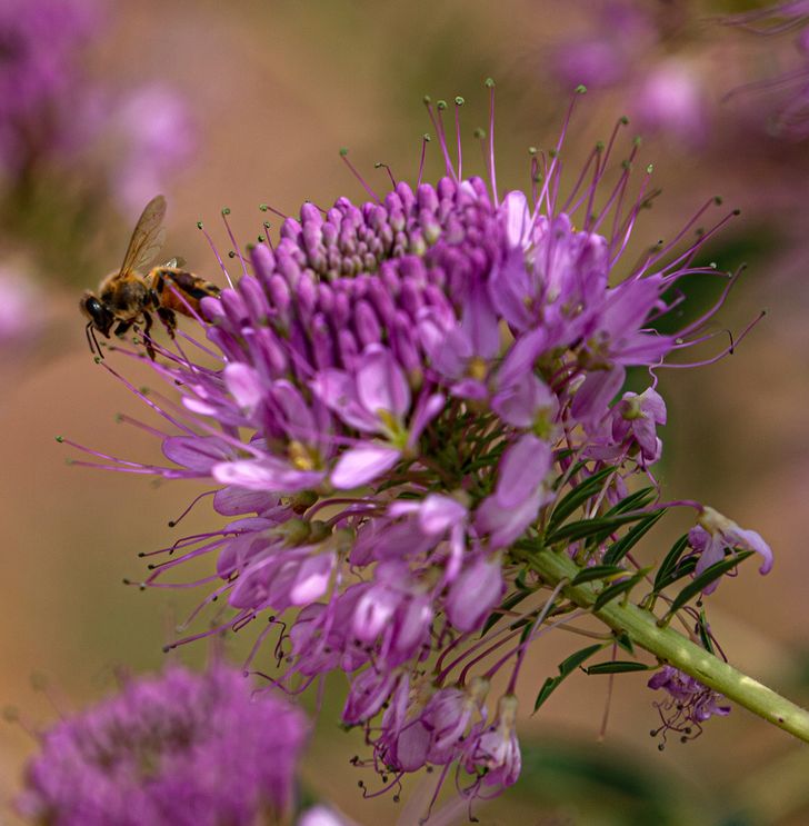 7 Plantes qui éloignent les nuisibles de ton jardin, et 7 autres qui attirent les pollinisateurs