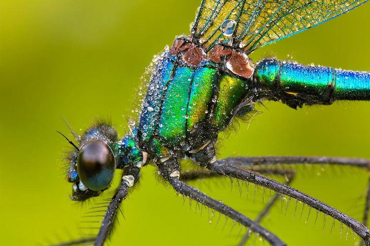25 Photos fascinantes prises par un photographe allemand qui réussit à  retranscrire la beauté des insectes