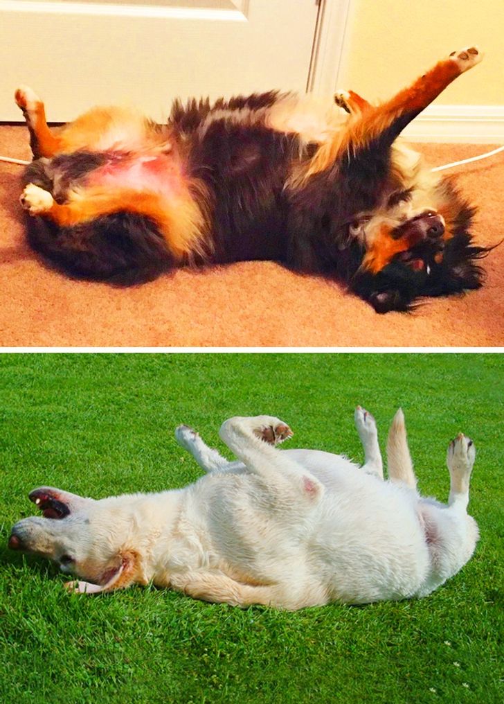 6 Positions Decryptees Pour Apprendre A Comprendre Ton Chien Et A Savoir Comment Il Va Juste En Regardant Comment Il Dort Sympa