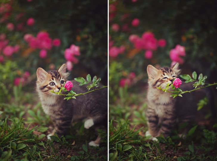 Ces 20 Photos D Animaux Vont Te Mettre Du Baume Au CÅ